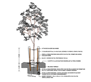 CAO détail d'un arbre à planter