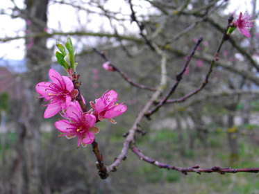 Printemps