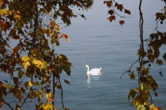 Cygne sur le Lac Léman - Genève - 10/2007