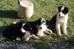 Chiots border collies - 12/2008
