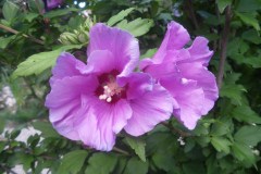 Fleur d'hibiscus - 07/2011